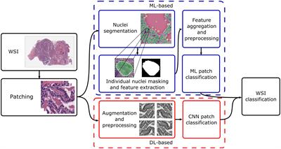 Applications of machine and deep learning to thyroid cytology and histopathology: a review